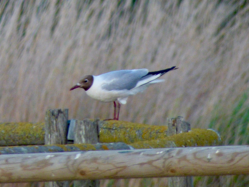 Black-headed Gull