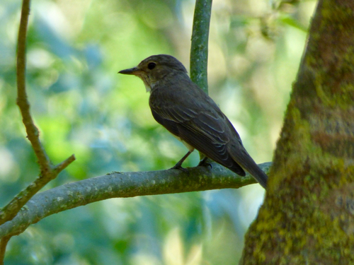Spotted Flycatcher