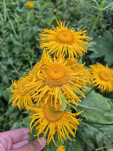 Yellow Oxeye