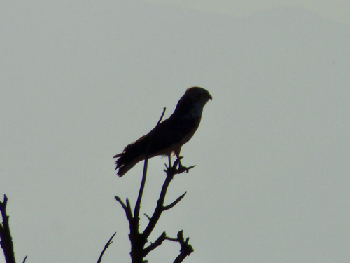 Short-toed Snake-Eagle