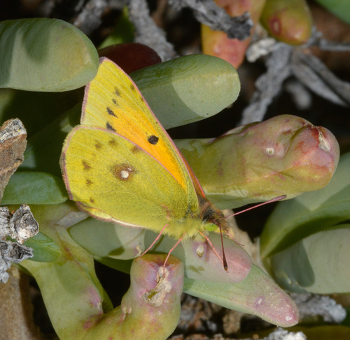 Southern African Clouded Yellow