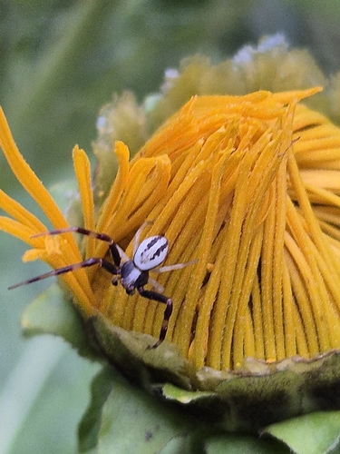 Goldenrod Crab Spider