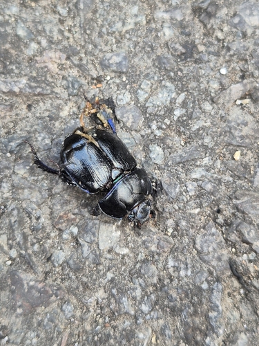 Woodland Dor Beetle