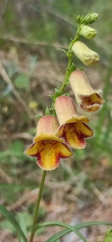 Digitalis obscura (Digitalis obscura)
