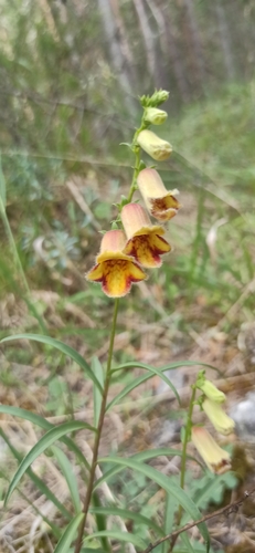 Digitalis obscura, photograph 3
