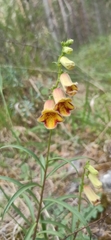 Digitalis obscura, photograph (c) Gonzalo Ganda Álvarez, some rights reserved (CC BY)