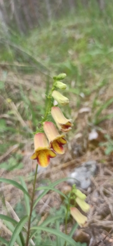 Digitalis obscura, photograph 4