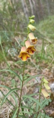 Digitalis obscura, photograph (c) Gonzalo Ganda Álvarez, some rights reserved (CC BY)