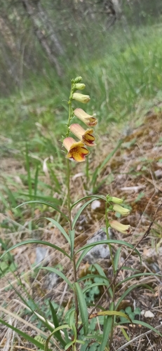 Digitalis obscura, photograph 6