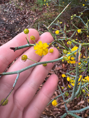 Acacia aphylla
