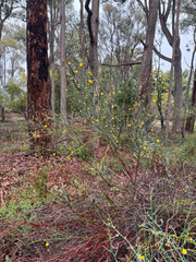 Acacia aphylla, photograph (c) Tyler Anthony, some rights reserved (CC BY)