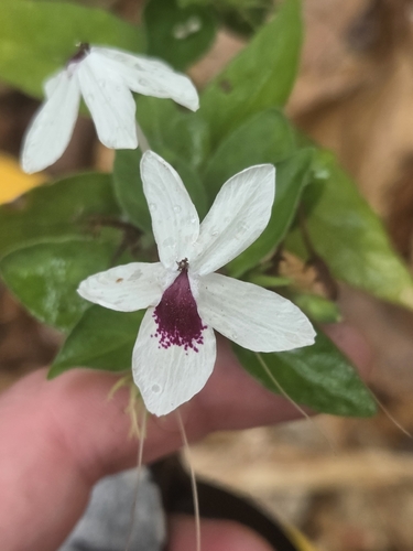 Pseuderanthemum bicolor observed 2026-05-21