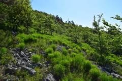Liatris compacta