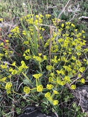 Euphorbia glareosa