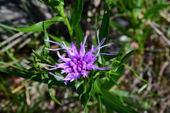 Liatris compacta