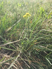Lomatium triternatum platycarpum