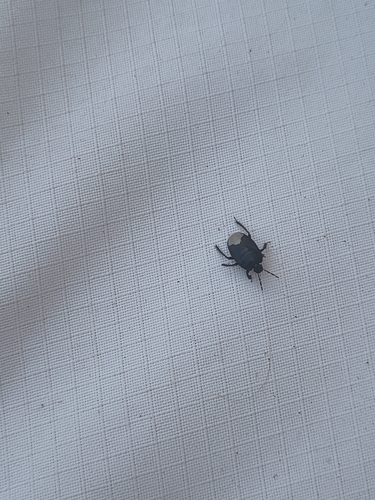 Black burrowing bug
