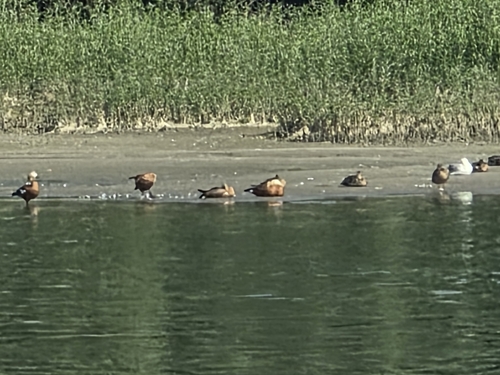 Ruddy Shelduck