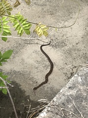 Nerodia sipedon