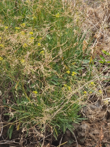 Sinapidendron angustifolium