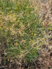 Sinapidendron angustifolium