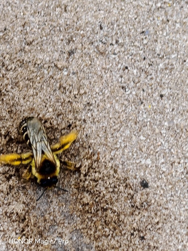 Common Pantaloon Bee