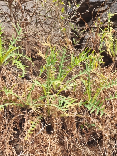 Sonchus ustulatus, photograph 1