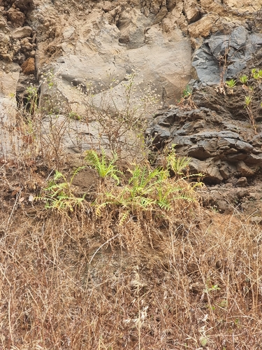 Sonchus ustulatus, photograph 2