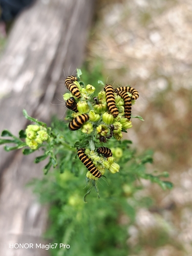 Cinnabar moth