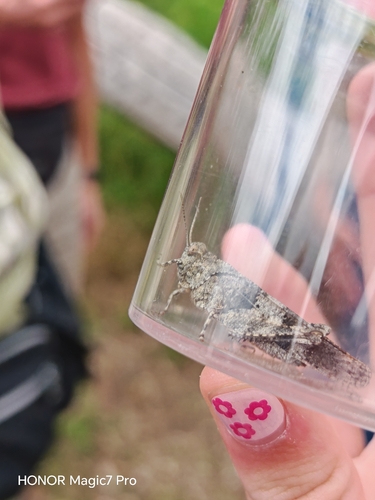 Blue-winged Grasshopper