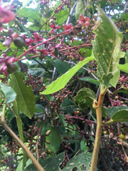 Trichostigma octandrum