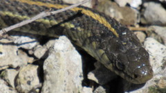 Thamnophis radix