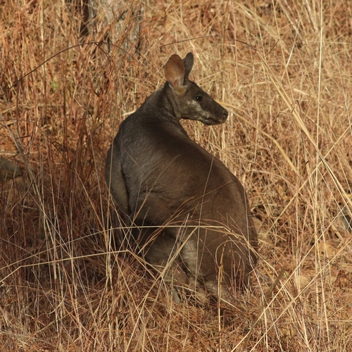 Pretty-faced Wallaby