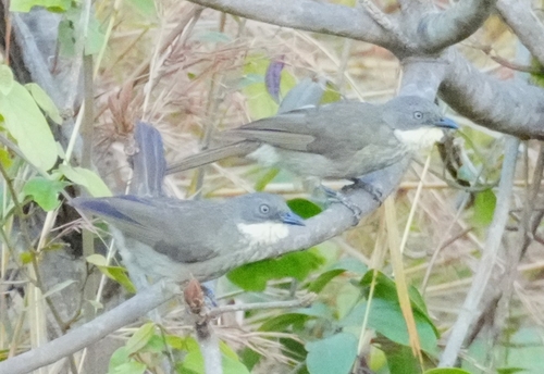 Pale-throated Greenbul