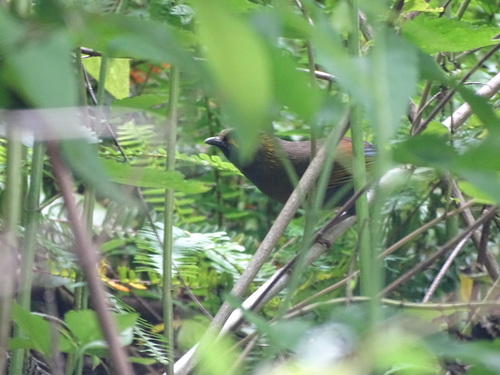 Taiwan Liocichla (Liocichla steerii), photo 5