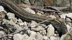 Thamnophis radix
