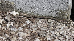 Thamnophis radix