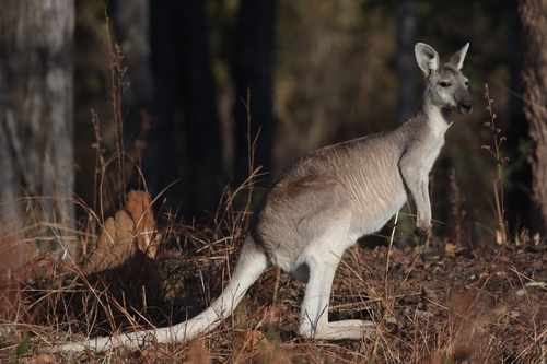 Antilopine Wallaroo