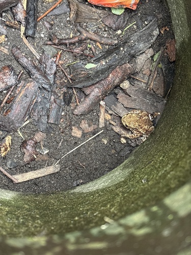 European Toad