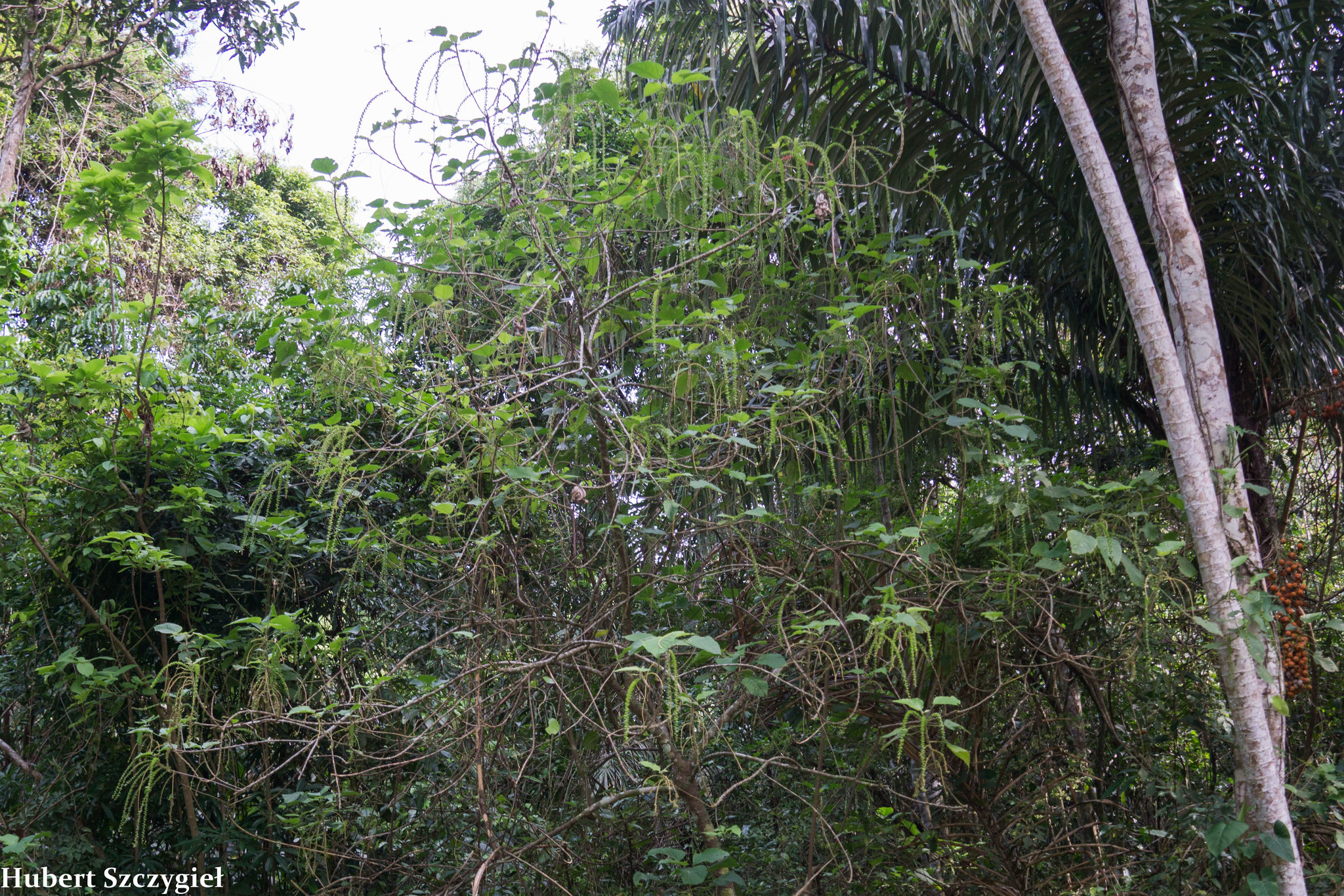 Acalypha macrostachya Jacq. 6