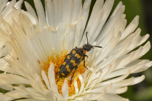 Mimesthes maculicollis
