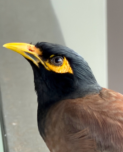 Common Myna