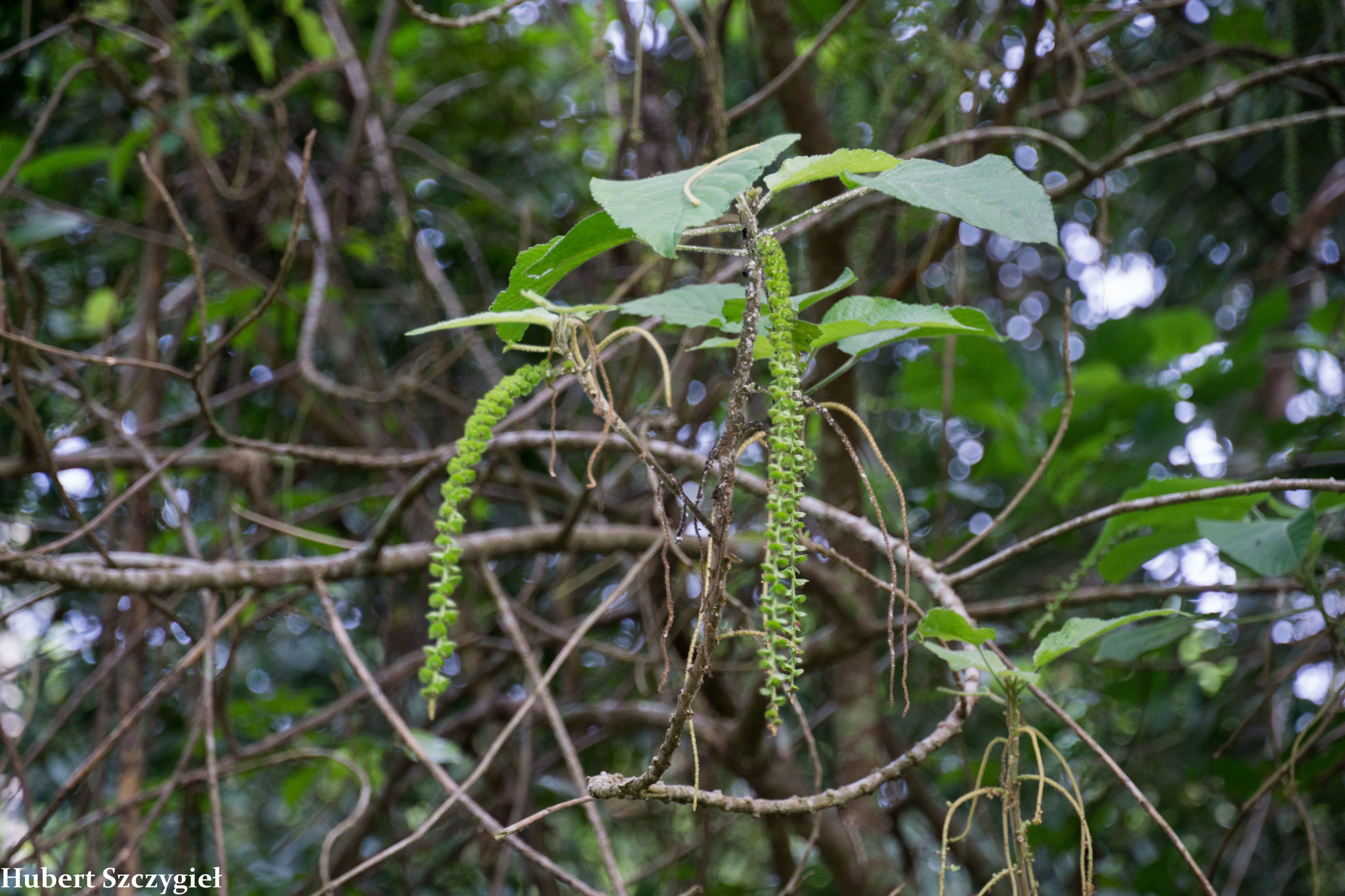 Acalypha macrostachya Jacq. 7
