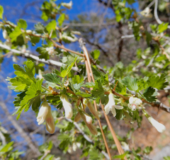 Ribes leptanthum