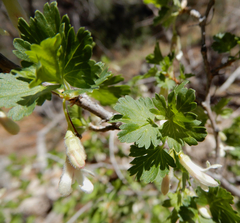 Ribes leptanthum