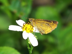 Ampittia virgata