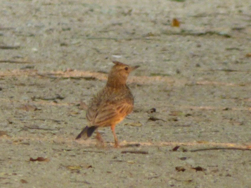 Crested Lark