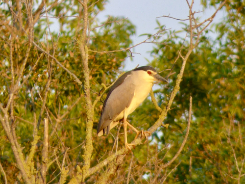 Black-crowned Night Heron