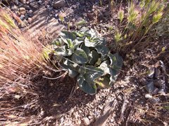 Asclepias nyctaginifolia