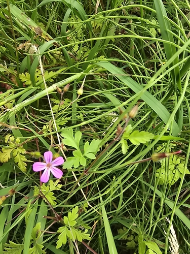 Herb Robert